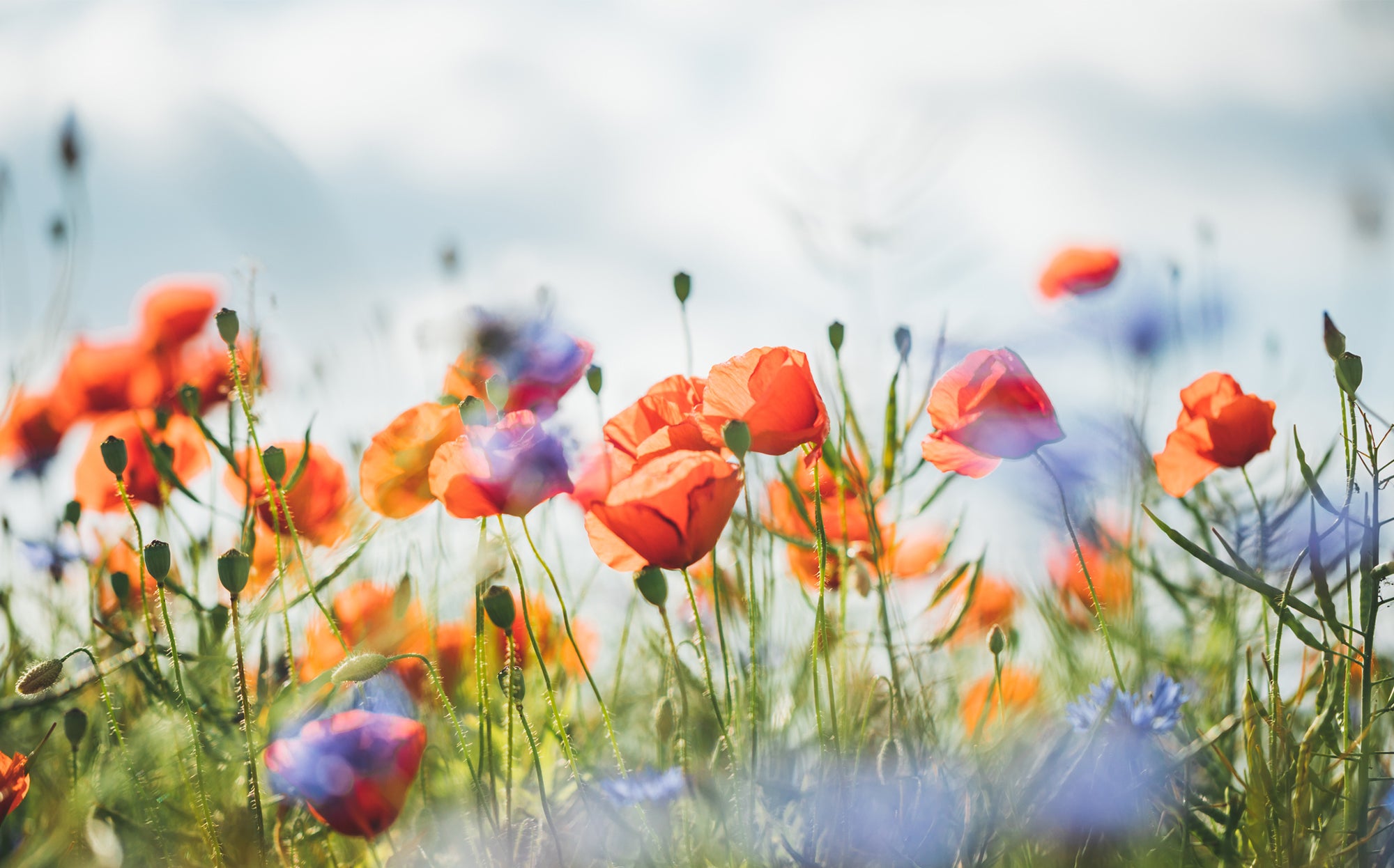 Spring It On! Adding Spring Color to Your Home