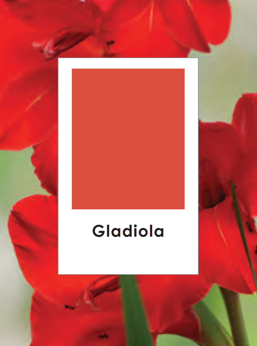 gladiola.jpg