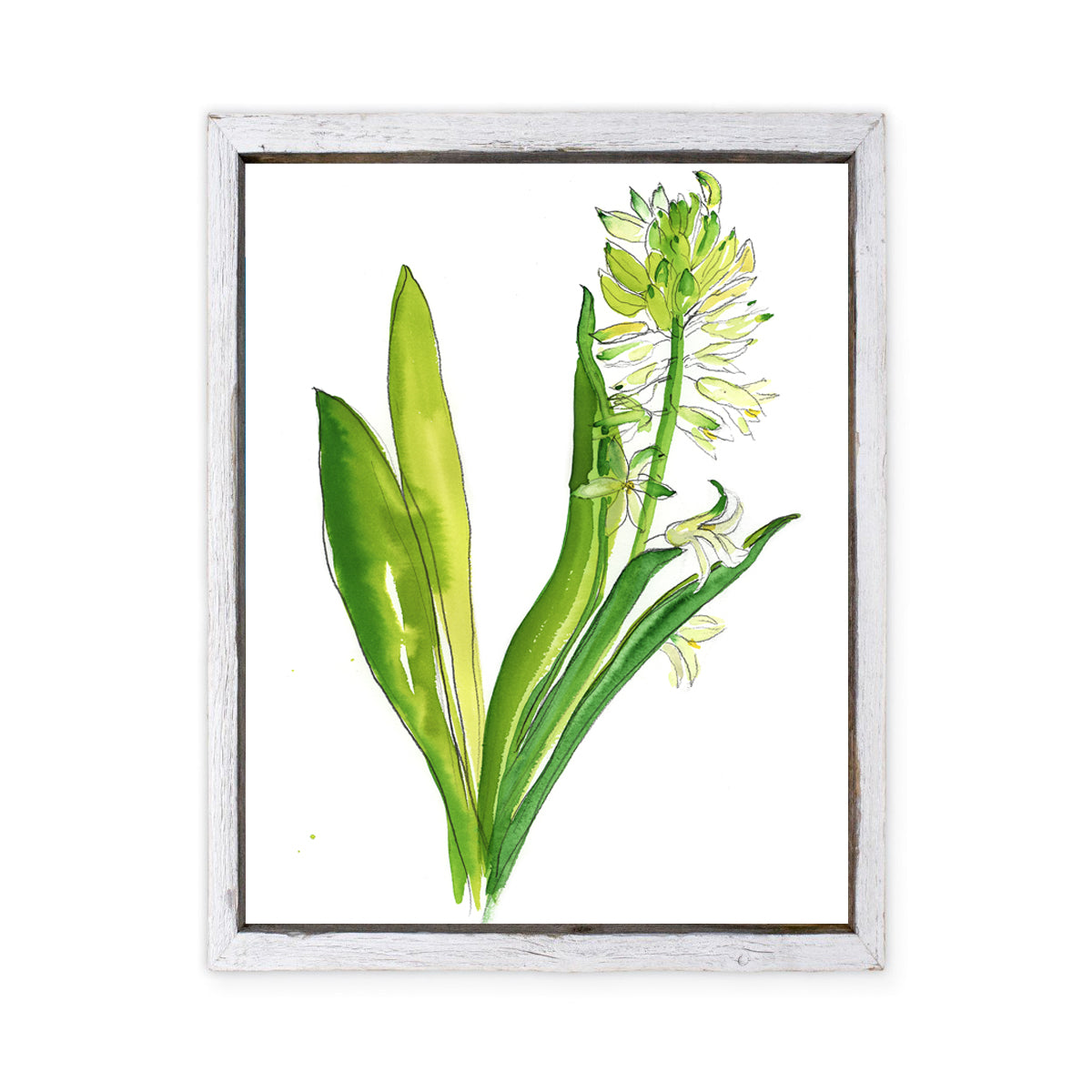 Maine Cottage Hyacinth #2 by Liz Lind for Maine Cottage® 